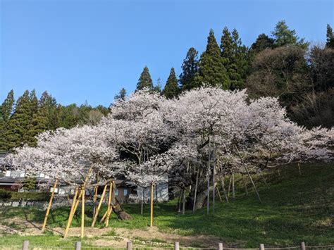 令和6年 臥龍桜開花情報